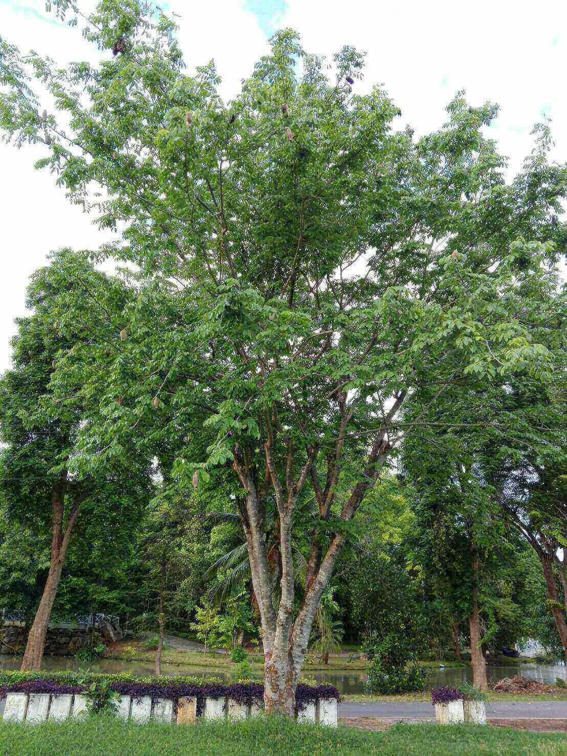 Afzelia tree 3 1