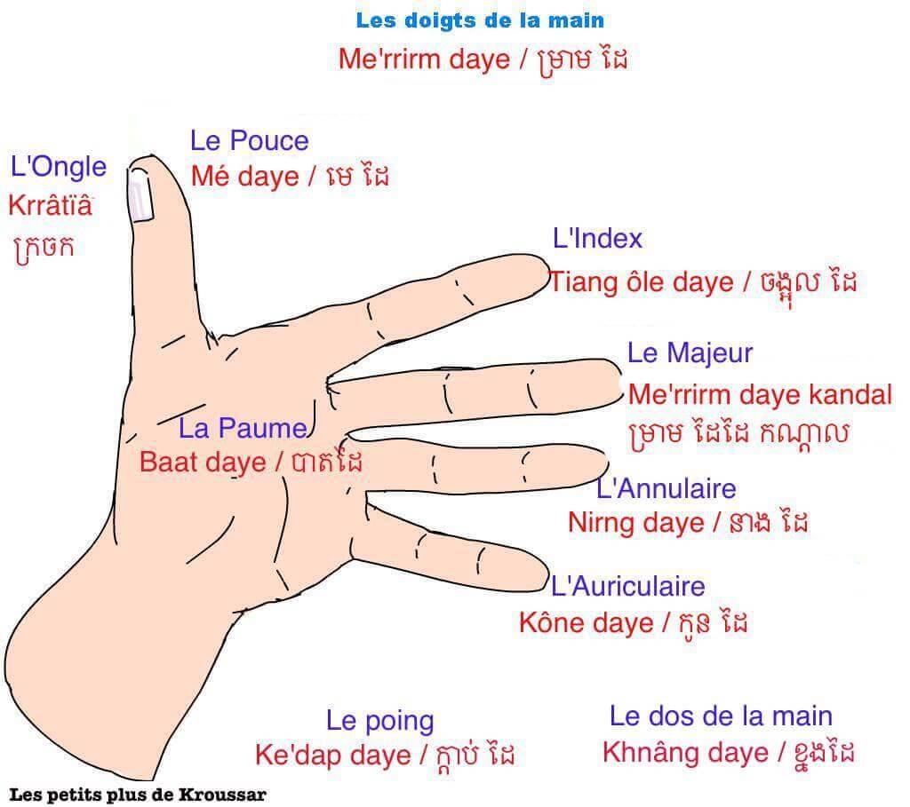 La main et les doigts en français – Hand and fingers in French