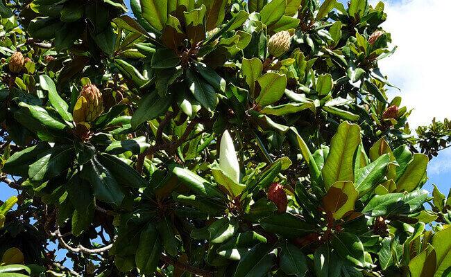 Magnolias 102814 1 1 1 1