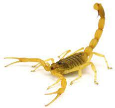 Marron scorpion
