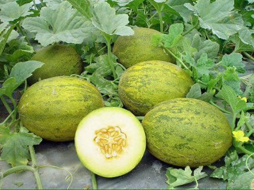 Melon cantaloupe long vert 1
