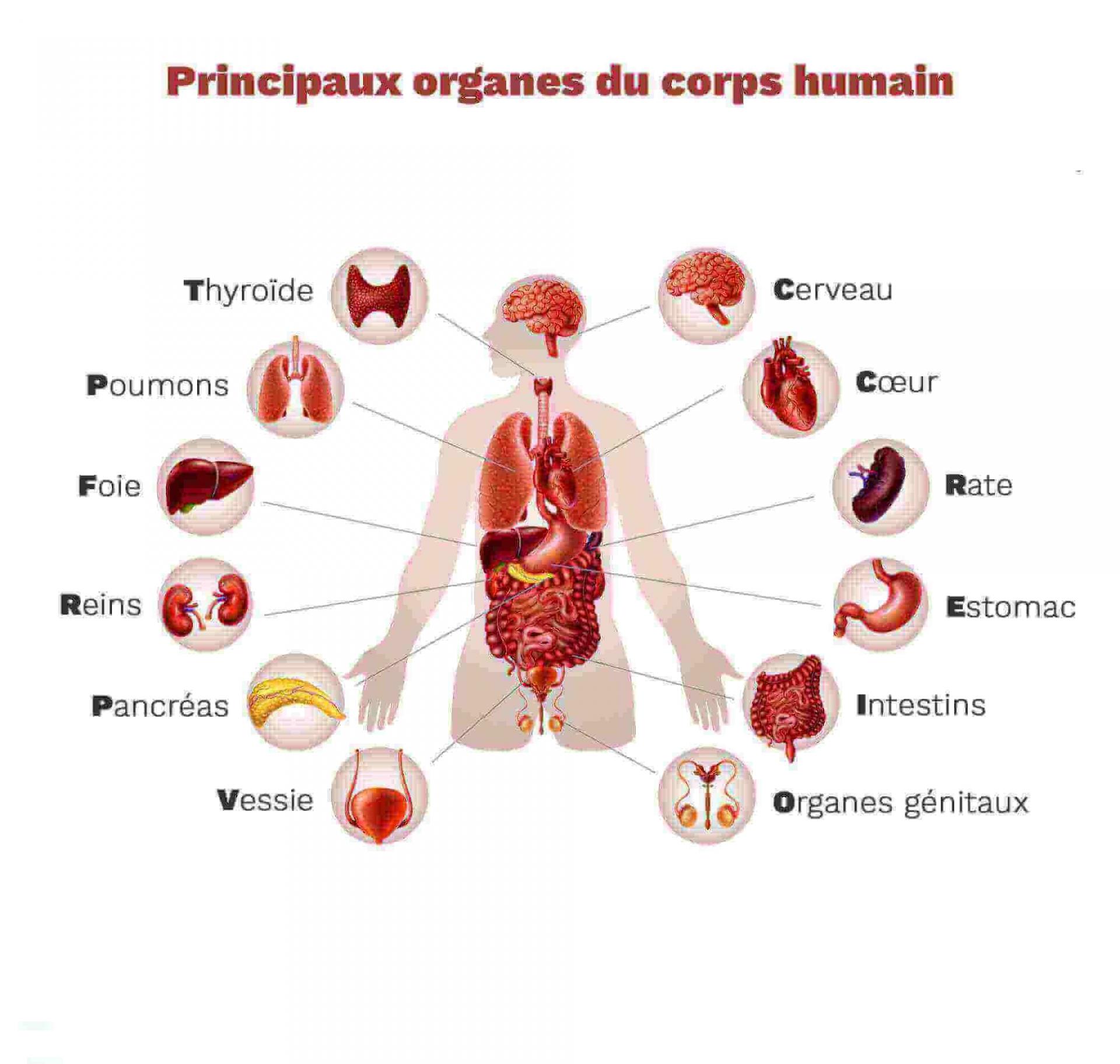 Organes 2 1 1