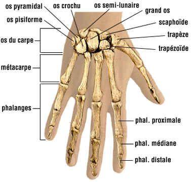 À gauche, vue dorsale du squelette de la main : les quatre derniers