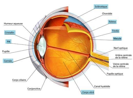 Anatomie de loeil